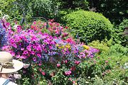 93 - Butchard Gardens  - IMG_1699